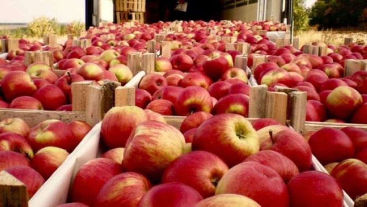 В марте Молдова значительно увеличила экспорт яблока в ЕС - agroexpert.md