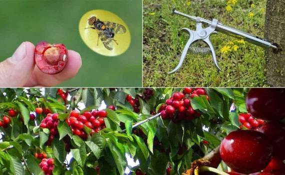 Инъекции черешни против вишневой плодовой мухи, новое в защите урожая - agroexpert.md