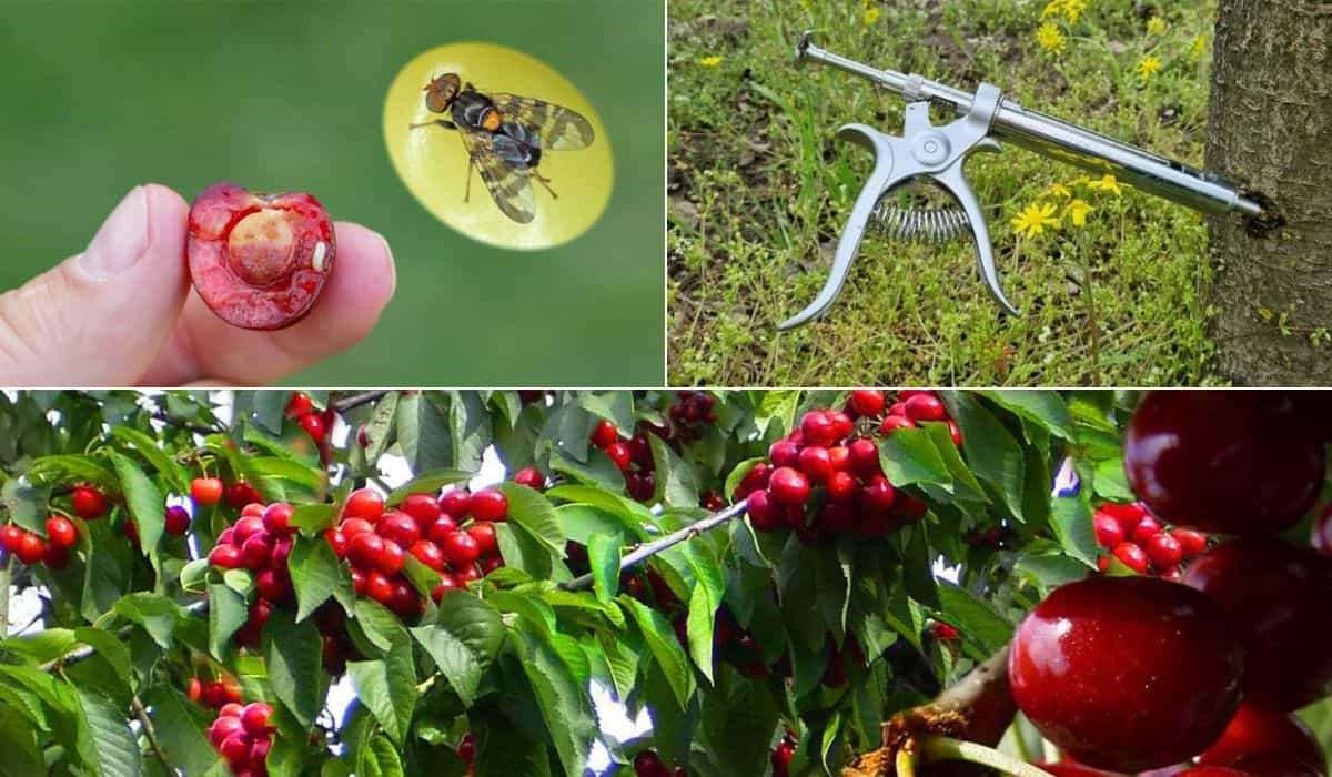 Инъекции черешни против вишневой плодовой мухи, новое в защите урожая - agroexpert.md