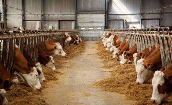 În fermele din țară sunt peste 14 mii de vaci - agroexpert.md