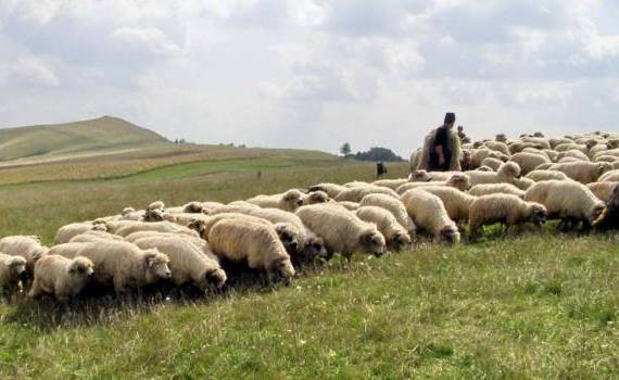 Ciobanii devin o raritate în Republica Moldova - agroexpert.md