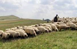 Ciobanii devin o raritate în Republica Moldova - agroexpert.md