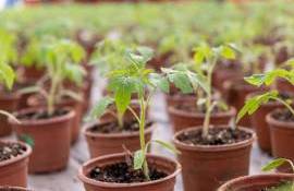 Sezonul grădinăritului e în toi: Recomandări la procurarea răsadului - agroexpert.md