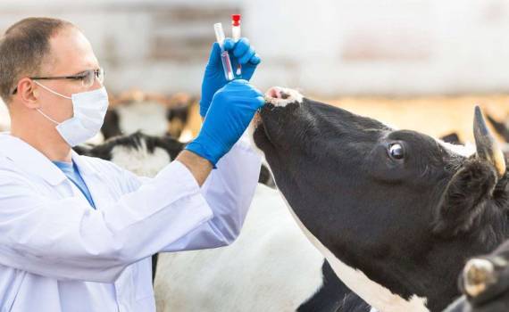 Высокопатогенный птичий грипп у коров пока не соответствует названию - agroexpert.md