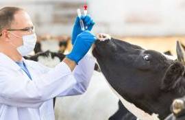 Высокопатогенный птичий грипп у коров пока не соответствует названию - agroexpert.md