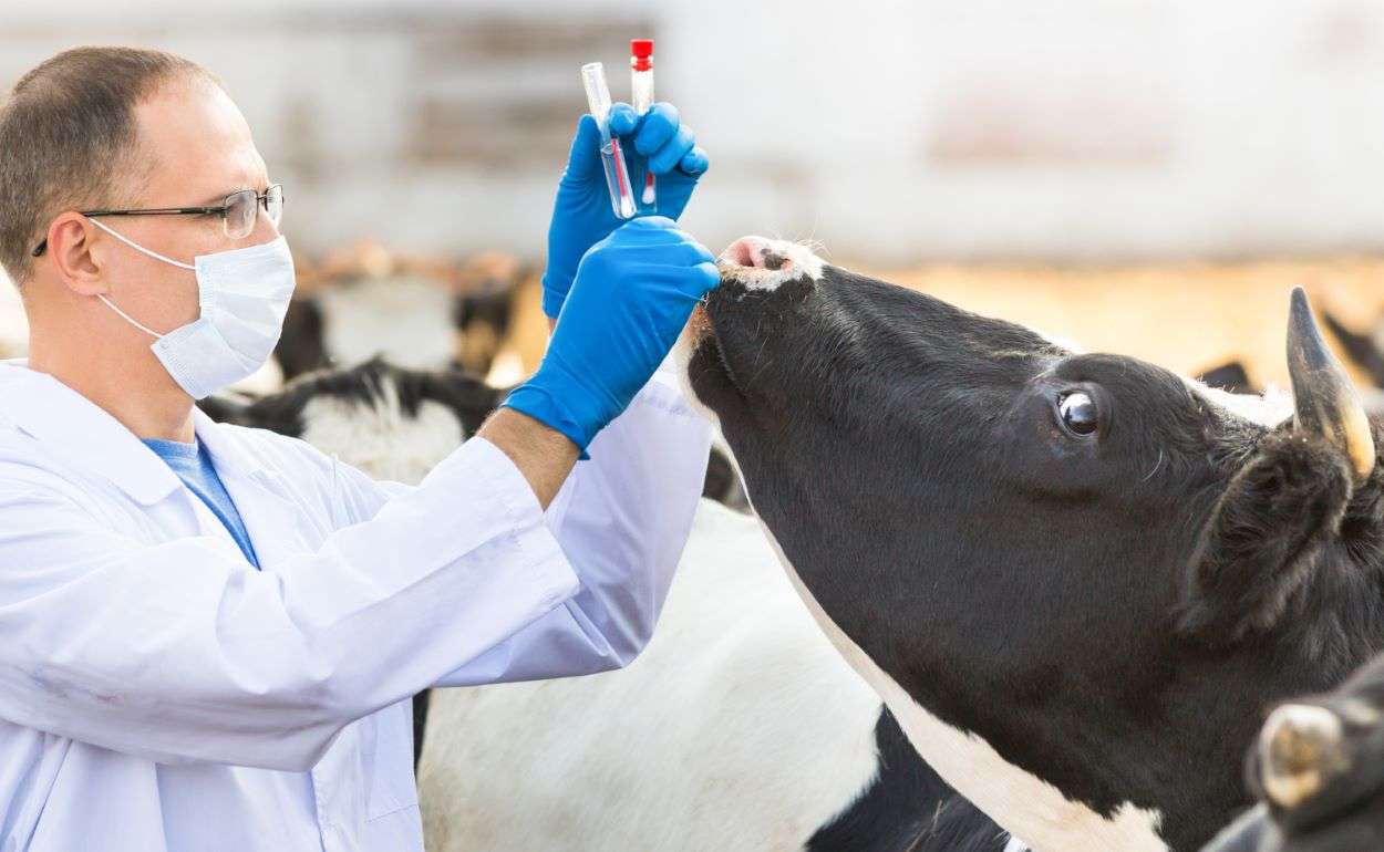 Высокопатогенный птичий грипп у коров пока не соответствует названию - agroexpert.md