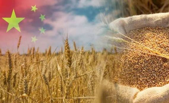 Где закупает пшеницу Китай? - agroexpert.md