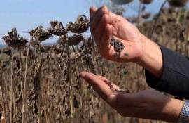Va fi reluat importul de floarea-soarelui din Ucraina? Precizările MAIA - agroexpert.md