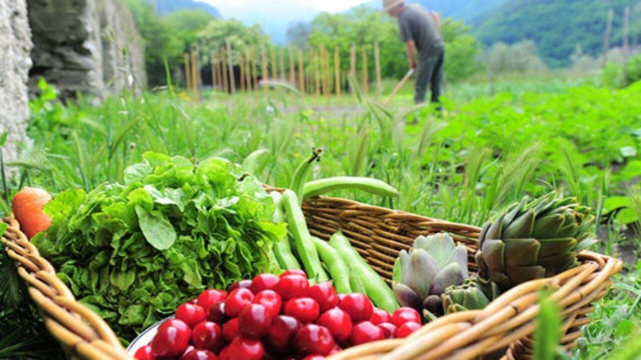 Sectorul agricol va fi reorientat spre practici mai ecologice - agroexpert.md