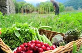 Sectorul agricol va fi reorientat spre practici mai ecologice - agroexpert.md