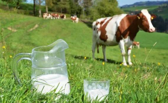 termenul limită pentru a solicita plățile directe per kg de lapte - agroexpert.md