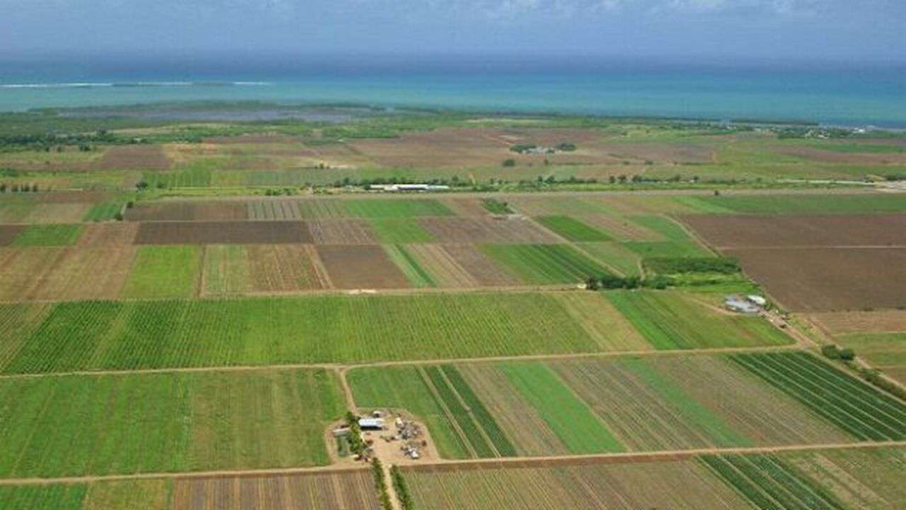La ce preț se vând terenurile agricole în Ucraina - agroexpert.md