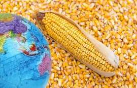 USDA снизило прогноз мирового урожая кукурузы - agroexpert.md