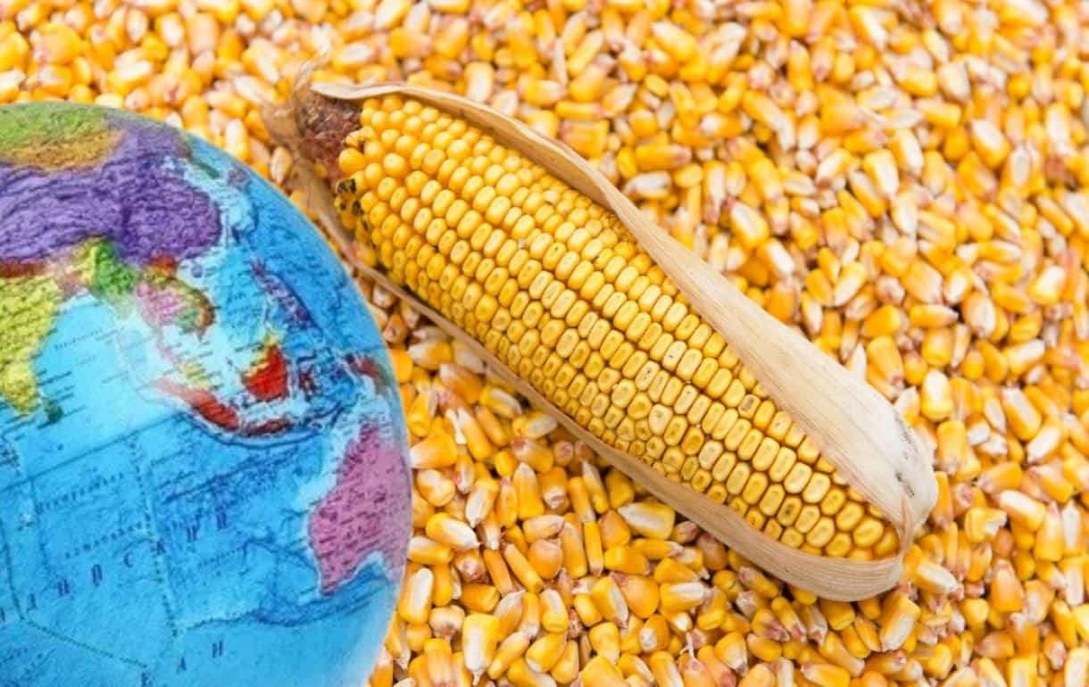 USDA снизило прогноз мирового урожая кукурузы - agroexpert.md