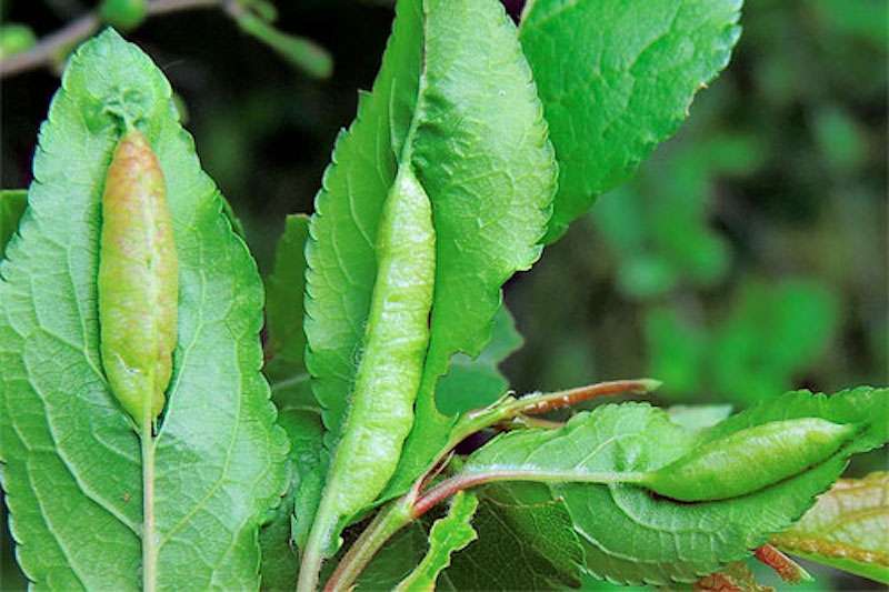 Musculița frunzelor de prun și cais: Cum prevenim și combatem dăunătorul - agroexpert.md