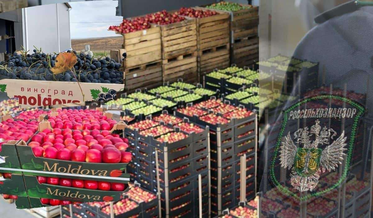 Россия дала добро на экспорт агропродукции из Гагаузии - agroexpert.md