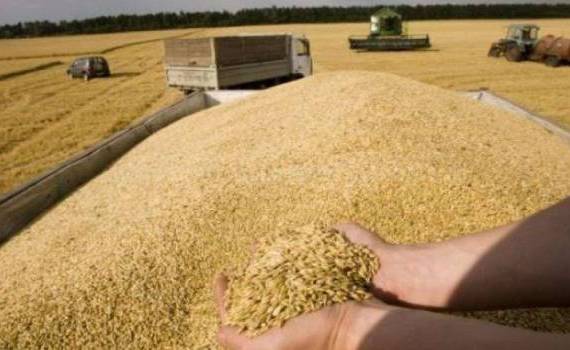 Prețul grâului: Care sunt estimările pentru această vară - agroexpert.md