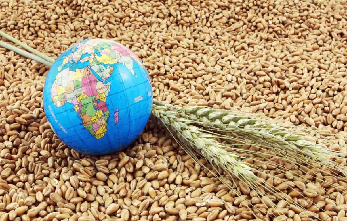 Европа уступает России долю зернового рынка - agroexpert.md