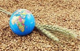 Европа уступает России долю зернового рынка - agroexpert.md