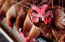 Focarele de gripa aviară au fost eradicate - agroexpert.md