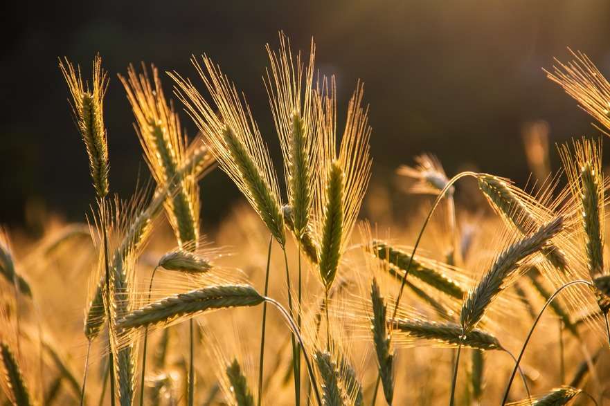 Raport USDA: Perspective bune pentru recolta globală de grâu - agroexpert.md