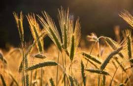 Raport USDA: Perspective bune pentru recolta globală de grâu - agroexpert.md