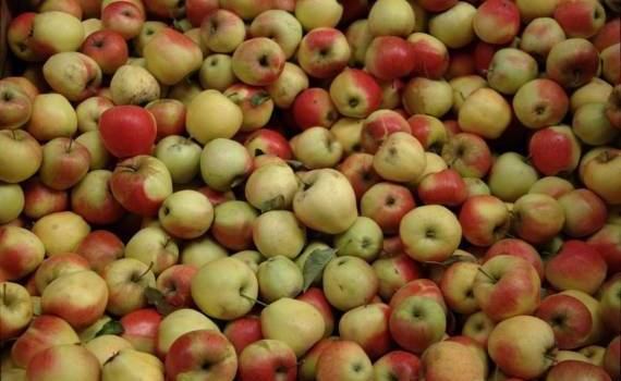 Поток яблок на переработку пока не вырос, несмотря на рост закупочных цены - agroexpert.md