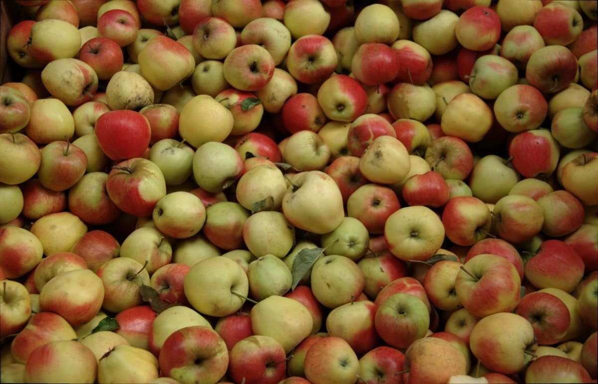 Поток яблок на переработку пока не вырос, несмотря на рост закупочных цены - agroexpert.md