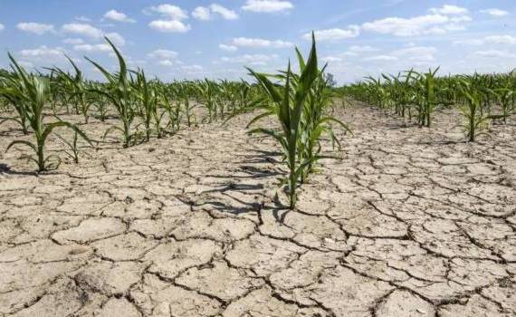 România pierde anual 1.000 hectare de teren arabil din cauza deșertificării - agroexpert.md