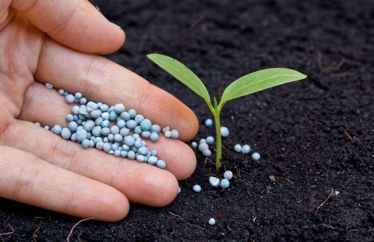 Как повысить уровень усвоения растениями азота - agroexpert.md