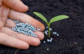 Как повысить уровень усвоения растениями азота - agroexpert.md