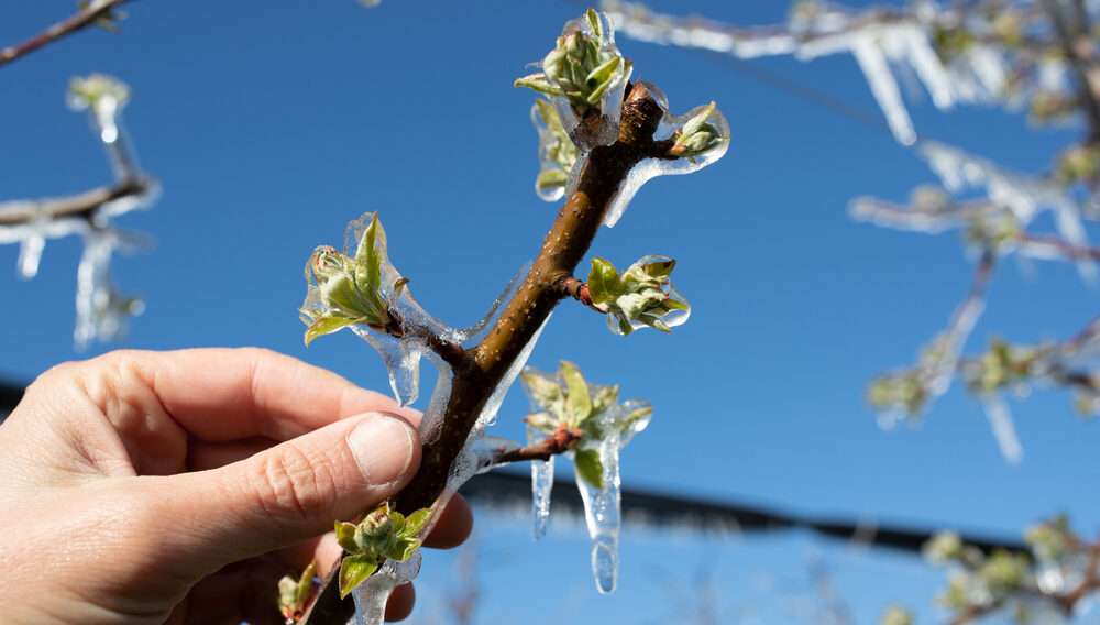 Alertă meteorologică: Cod Galben de îngheț la Nordul țării - agroexpert.md