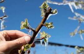 Alertă meteorologică: Cod Galben de îngheț la Nordul țării - agroexpert.md