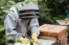Expert: Cum afectează schimbarea bruscă a vremii familia de albine - agroexpert.md