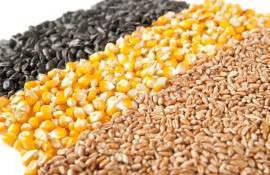 В Украине уменьшаются остатки кукурузы и пшеницы, цены укрепляются - agroexpert.md    