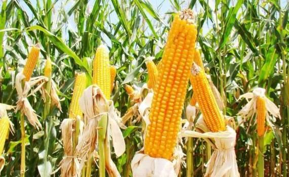 Международный зерновой совет снизил оценку мирового производства кукурузы - agroexpert.md