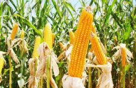 Международный зерновой совет снизил оценку мирового производства кукурузы - agroexpert.md
