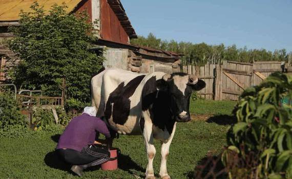 В Молдове молока все меньше - agroexpert.md