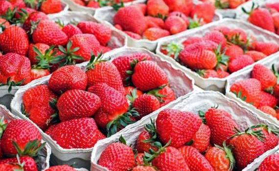 Primele căpșuni autohtone au apărut în vânzare. Cât costă un kg - agroexpert.md