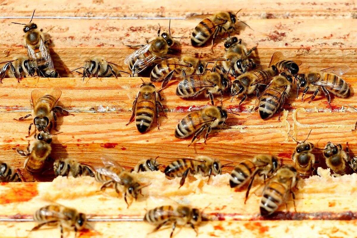 apicultura albine - agroexpert.md