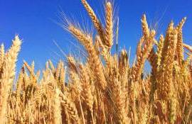 Analiza săptămânală a pieței grâului: Cum evoluează prețurile - agroexpert.md