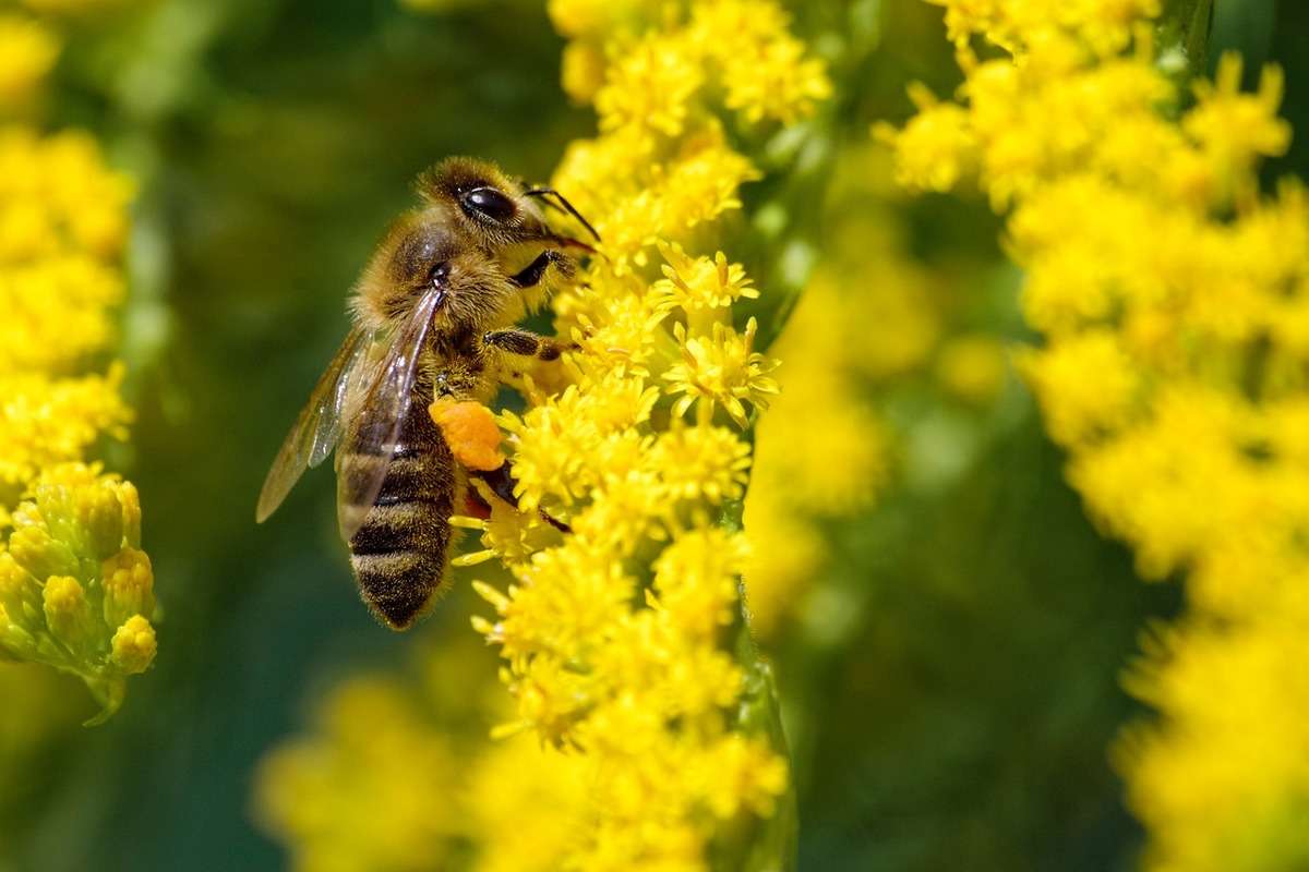 albine polenizarea culturilor - agroexpert.md