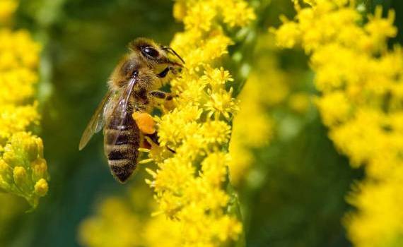albine polenizarea culturilor - agroexpert.md