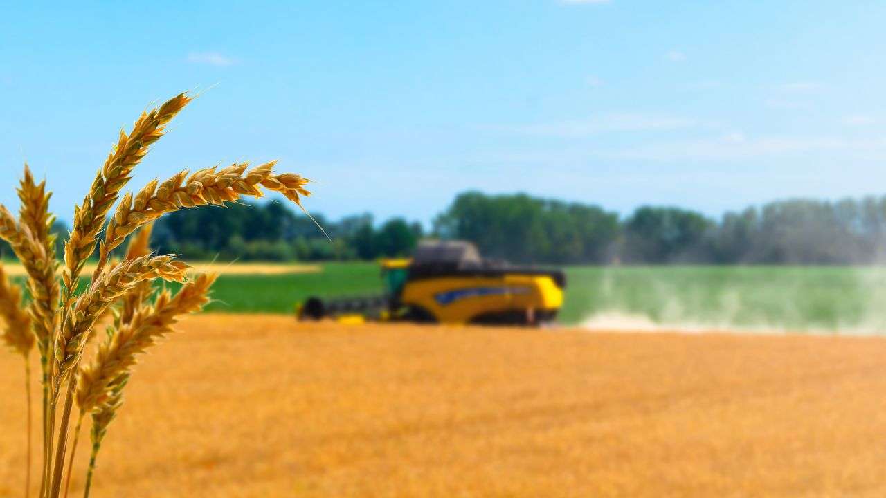 UE a redus prognoza pentru recolta de grâu - agroexpert.md
