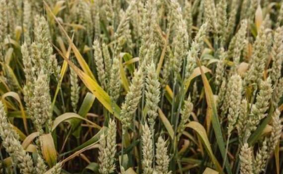 Рейтинги французской пшеницы снова падают - agroexpert.md