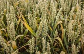 Рейтинги французской пшеницы снова падают - agroexpert.md