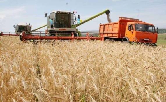 Аномально ранняя жатва может начаться на юге Украины уже в конце мая - agroexpert.md