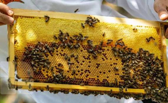 apicultori în vizită în România - agroexpert.md