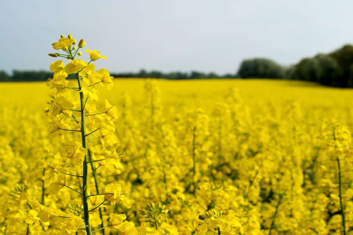 Prețul rapiței, în creștere - agroexpert.md