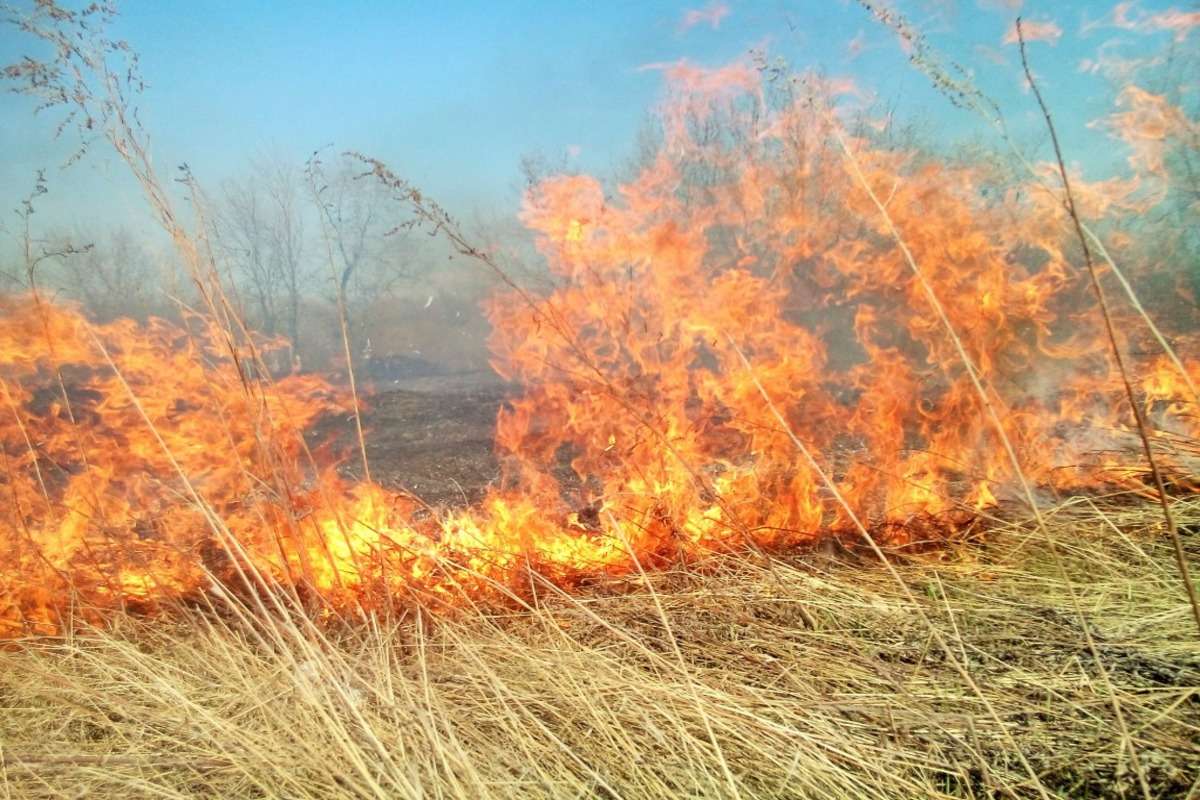 arderea vegetației uscate - agroexpert.md